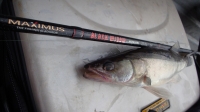 Maximus BLACK WIDOW 27MH 2.7m 10-40 g