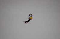 Коза с коронкой (вольфрам), размер 2.0 мм, вес 0.3 г.