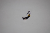 Коза с коронкой (вольфрам), размер 2.5 мм, вес 0.7 г.